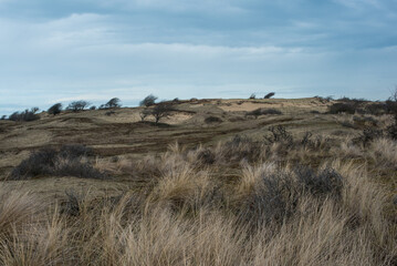 sand dunes on the coast of the north sea