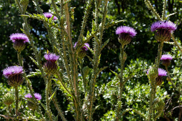Flowering Scottish Thistle
