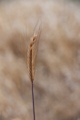 Closeup of single, dry, yellow, ripe wheat stalk.