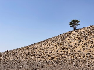 arbre dans le d&eacute;sert