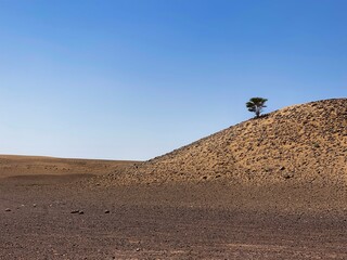 arbre dans le d&eacute;sert