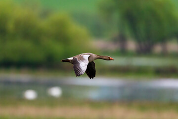 A Graylag Goose at the flight
