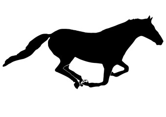 horse silhouette isolated on white