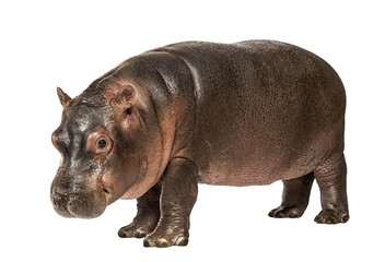 Hippo calf, 3 months old, isolated, Hippopotamus amphibius - obrazy, fototapety, plakaty