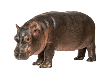 Hippo calf, 3 months old, isolated, Hippopotamus amphibius