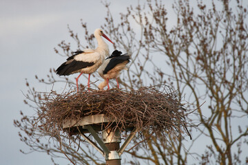Weißstörche auf dem Nest in der Abendsonne