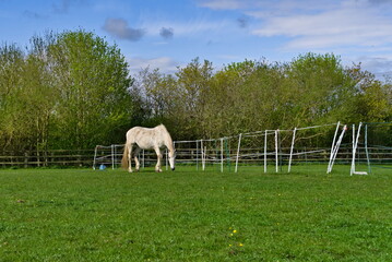 Obraz premium white horse on a meadow