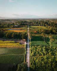 An aerial view of small straight path in a countryside near Yogyakarta City with golden green rice fields along the way