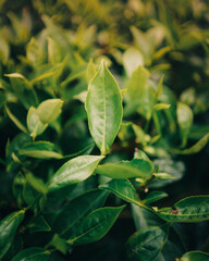 Tea leaves ready to be harvested with golden sunshine