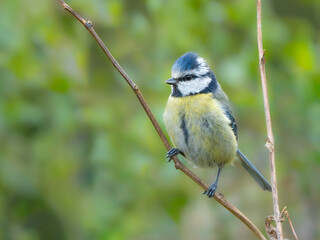 Blue tit perched on branch (Cyanistes caeruleus)