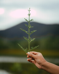 A stalk of fir leaf in nature.