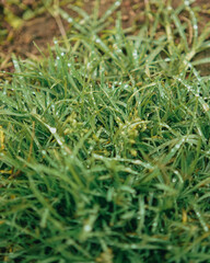 Morning dew on the green grass