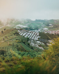 Foggy morning view of terracing field from Scooter Hill, Dieng, Banjarnegara, Central Java, Indonesia