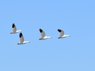 Snow geese in a blue sky, L'Islet, Québec, Canada