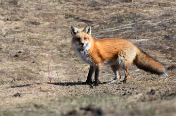 A female fox in spring, Sainte-Apolline, Québec, Canada