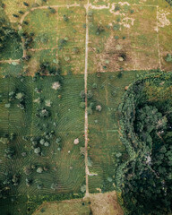 Top view of small path beautiful green Tambi Tea Garden in the morning