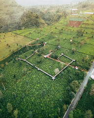 An aerial view of beautiful green Tambi Tea Garden in the morning