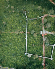 An aerial view of beautiful green Tambi Tea Garden in the morning