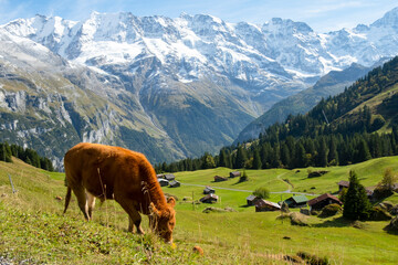 Fototapeta na wymiar Traditional alpine village and cow in touristic valley Lauterbrunnen, Switzerland attraction