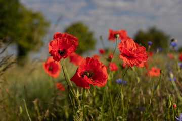 red polish poppies