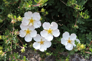 White flowers with yellow centres of a shrubby cinquefoil - obrazy, fototapety, plakaty