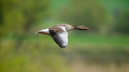 A Graylag Goose at the flight