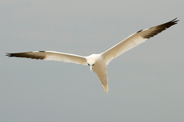 Northern gannet (Morus bassanus) in Bass Rock