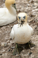 Northern gannet (Morus bassanus) in Bass Rock