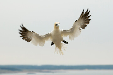 Northern gannet (Morus bassanus) in Bass Rock