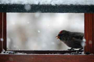 A female common redpoll with a bright red patch on its forehead sitting inside a wooden bird feeder and eating sunflower seeds, snowy weather