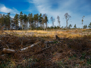 Waldsterben durch Klimawandel