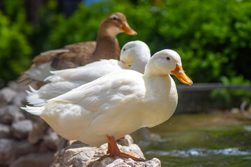 
Beautiful Duck Swimming  The duck family swims in the lake.
Duck family swimming with duck chicks
