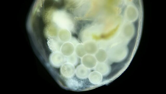 Water flea Daphnia Simocephalus vetulus under a microscope, class Branchiopoda, famile Daphniidae. Female, close up of eggs in brood chamber