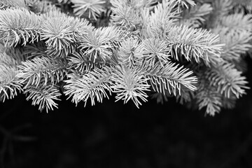 Simple typical pine needles growing on the tree in a black and white.