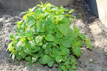 Melissa. Perennial essential oil plant with lemon aroma and citrus taste. Young green fresh leaves...