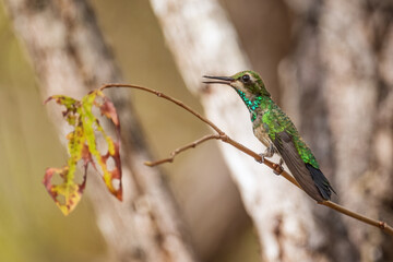 Fork-tailed Emerald - Chlorostilbon canivetii, beautiful green hummingbird from Central America forests, Cambutal, Panama.