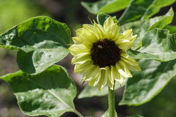 bee on sunflower