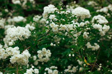 White miniature roses, fresh fragrant buds on a flowering shrub in a botanical spring garden, park in summer. Beautiful floral greeting card. Roses on a twig, branch on green natural background.