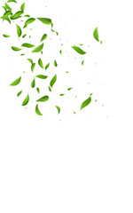 Lime Greens Falling Vector White Background