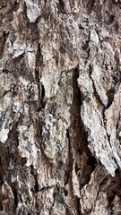 bark of a tree
