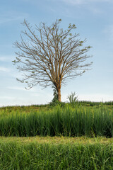 Fototapeta na wymiar A beautiful single tree in Bali with green grass in the front
