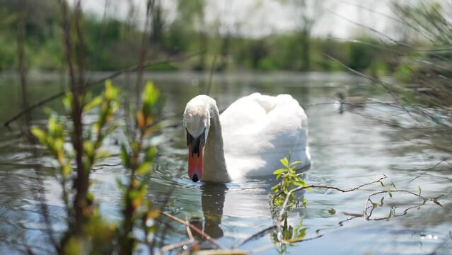 Slow motion water level clio of adult white Mute swan floating on freshwater waterway and feeding on water plants