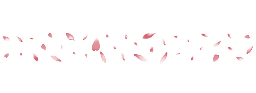 Pink Peach Petal Vector White Background. White