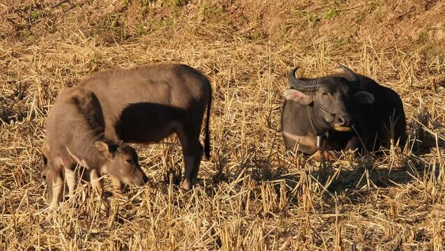 A young individual facing to the right while eating then raises its head while a mother Carabao chews its cud while looking to the right, Water Buffalo, Bubalus bubalis, Thailand.