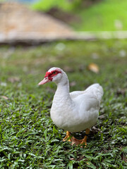 white duck in the grass
