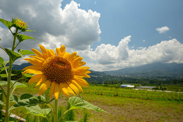 a blossoming sunflower on the field with mountain-view landscape