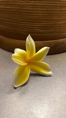 frangipani flower on a wooden surface