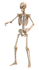 3D Rendering Human Skeleton on White