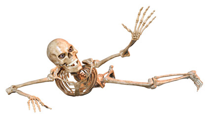 3D Rendering Human Skeleton on White