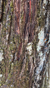bark texture
